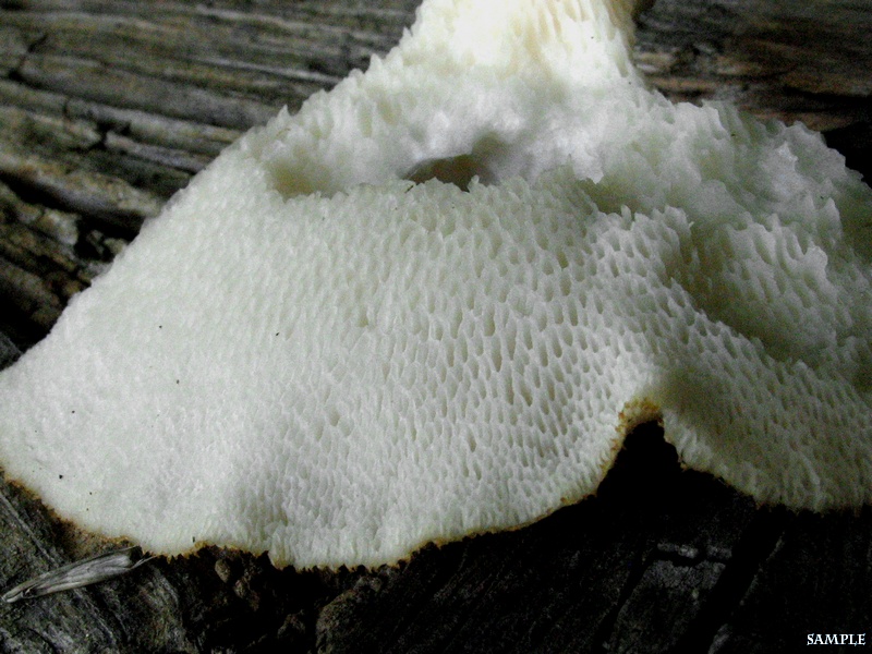 Polyporus tuberaster